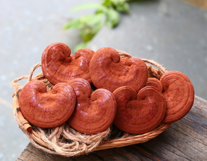 เห็ดหลินจืออบแห้งธรรมชาติ สำหรับบรรจุภัณฑ์ขายปลีกแบบ OEM และจัดจำหน่ายจำนวนมาก - Product Image 3