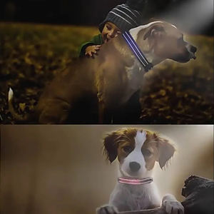 Colliers de chien de meilleure qualité, nouvelle version, impression, Sublimation, colliers de chien personnalisés réfléchissants, designers, collier de chien personnalisé - Product Image 5