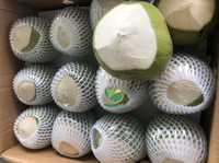 Hoge Kwaliteit Biologische Jonge Verse Kokosnoot-VIET THIEN PHU Uit Vietnam Gezonde Voeding Bulkverpakking met Beste Aanbieding