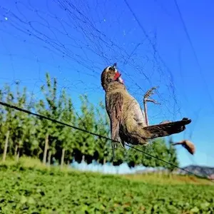 Agricoltura prezzo a buon mercato uccello nebbia reti per la cattura di uccelli piccione passero pollame
