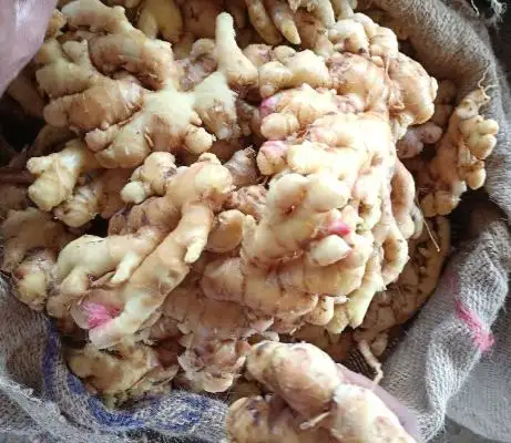 DRY GINGER FACTORY PRICE DRIED SLICES HOT SALE GINGER DRY WHOLE GINGER