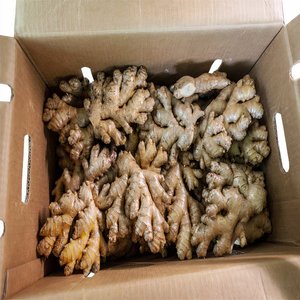 Nueva cosecha de raíz de jengibre fresco a la venta, picante y aromático - Product Image 1