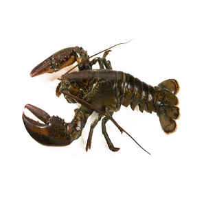 Homards surgelés de haute qualité disponibles à la vente à bas prix - Product Image 5