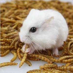 Bulk High Protein Seco Mealworm Turtle Food Bird Food Ração De Peixe Rato Guiné Porco Snack Entrega Rápida Atacado - Product Image 2