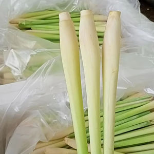 Hierba de limón congelada IQF-Hierba de limón en rodajas/Hierba de limón picada para exportación de productos de verduras congeladas-PROVEEDOR VIETNAM/Sra. Selina - Product Image 1