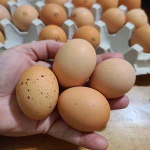 ไข่ปลาคอบบ์500และ308ไข่ฟักเป็นไก่สดและเก็บรักษาไว้ - Product Image 1