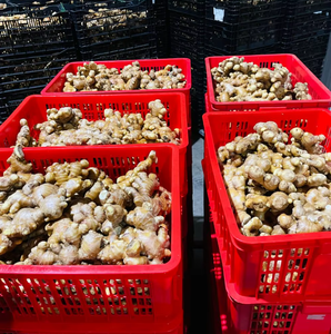 Jengibre Fresco de Alta Calidad, Jengibre Amarillo Fresco y Jengibre a Granel del Reino Unido - Product Image 5