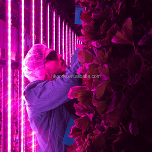 Turnkey Project 40ft Hydroponic Strawberry Shipping Container for Professional Agriculture with Automatic Nutrient System - Product Image 2
