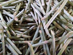 ¡Caña de azúcar congelada para zumo de calidad superior! CAÑA CONGELADA - Product Image 5