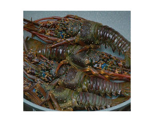 Homard frais vivant en gros, homards vivants de Boston, produits de la mer, produits d'exportation américains, produits canadiens - Product Image 4