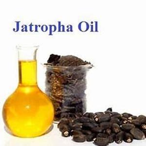 เมล็ดจาปาอบแห้งจากธรรมชาติเกรดดีที่สุดสินค้าการเกษตรพร้อมจำหน่ายทั่วโลก - Product Image 1