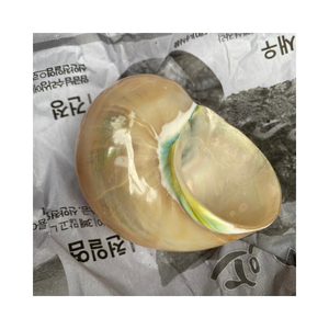 Turbo Burgess Seashells decorativo-Procedente de Vietnam, alta calidad, varios tamaños, estándar de exportación - Product Image 3