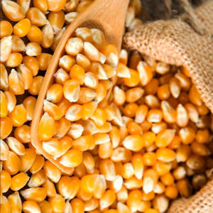 ข้าวโพดสีเหลืองคุณภาพสูงพรีเมี่ยม - Product Image 3