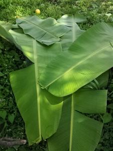 จากซัพพลายเออร์ 99 ข้อมูลทองเวียดนาม - จัดหาใบกล้วยจํานวนมาก - ห่ออาหารใบกล้วยอย่างยั่งยืน - Product Image 3