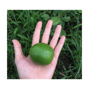 Lima de Vietnam de grado de exportación-Limón verde fresco sin semillas para cocinar, hacer jugos, salsas-Proveedor al por mayor disponible - Product Image 6