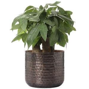 Maceta de nuevo diseño de moda elaborada para agregar estilo moderno y frescura natural al tiempo que mejora los interiores contemporáneos del hogar - Product Image 6