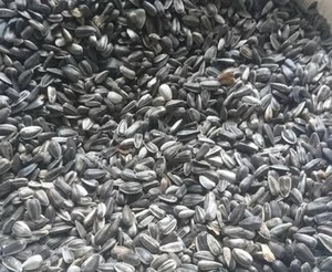 เมล็ดทานตะวันน้ำมันสีดำสำหรับขาย - Product Image 5