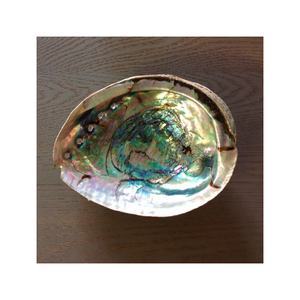 เปลือกหอยเป๋าฮื้อที่สวยงามสำหรับการตกแต่งและงานฝีมือเปลือกหอยทะเลขัดเงาสวยงามเหมาะสำหรับการจัดแสดงในบ้านและร้านอาหาร - Product Image 6