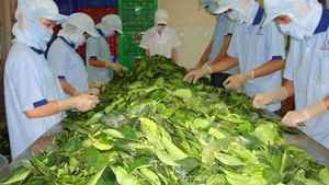 Article chaud: Meilleur prix Feuilles de manioc congelées du Vietnam Feuilles de manioc congelées BQF de haute qualité pour l'exportation en vrac en gros hachées - Product Image 6