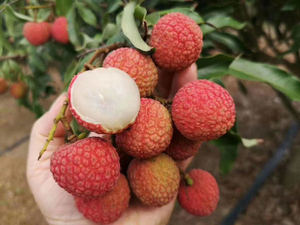 Litchi frais avec prix bon marché saison 2022 - Ms Jennie - Product Image 5