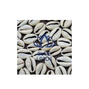 Petite plage en coquillage de vache Vietnam - Product Image 1