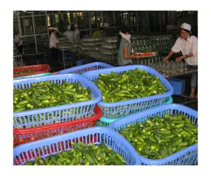 Vietnam Top Alimentos enlatados Rama Pepino en escabeche en tarro de vidrio 720 ml