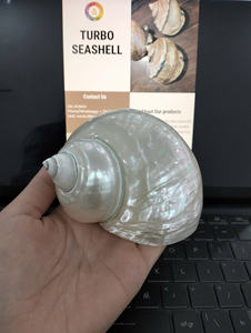 Pièce maîtresse Turbo Seashell pour la décoration de mariage et d'événement Coquillages naturels d'inspiration côtière créative Fourniture d'exportation en gros - Product Image 6