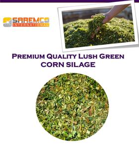 Ensilaje de maíz orgánico de alta calidad para ganado, pacas Premium para el crecimiento de la salud animal, larga vida útil, pacas compactas de la mejor calidad - Product Image 2