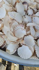 En cantidad a granel, precio barato, ostra, vieiras, conchas marinas, tamaño personalizado, Concha, arte de moda limpiado de Loto Azul, Vietnam - Product Image 6