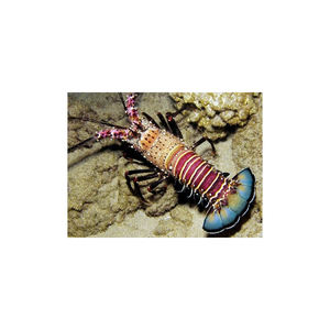 Homard à queue lisse pour l'exportation et la distribution en gros de produits de la mer - Product Image 5