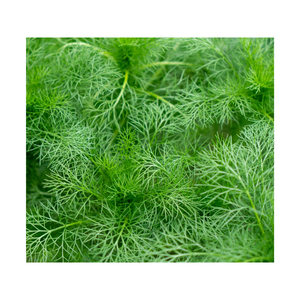 Viet Nam Meilleures ventes et haute qualité 100% feuilles d'aneth naturelles - Product Image 6