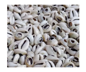 Concha de cauri dorada de alta calidad-Producto de concha marina natural de Vietnam con precio competitivo para venta al por mayor - Product Image 1