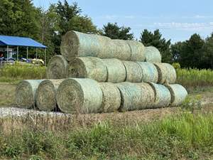 Foin de luzerne | Foin de luzerne à haute teneur en protéines pour l'alimentation animale - Product Image 5