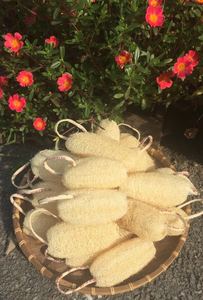 ไม้ก๊วยคุณภาพดี - Loofa/Luffa - ไม้ก๊วยแบบใช้แล้วทิ้งของโรงแรมธรรมชาติจากเวียดนามในราคาถูก - Product Image 4