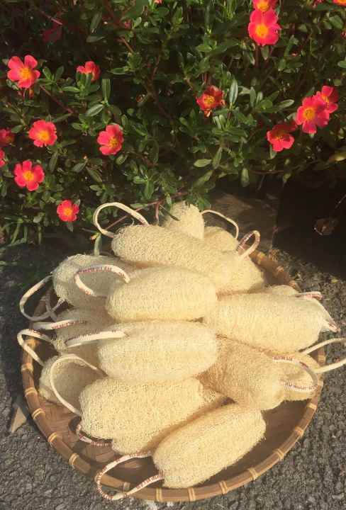 Good Quality Loofah - Loofa/Luffa - Natural Hotel Disposable Loofah From Vietnam With Cheap Price