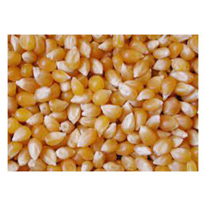 ข้าวโพดสีเหลืองสำหรับอาหารสัตว์และสัตว์ปีก - Product Image 4