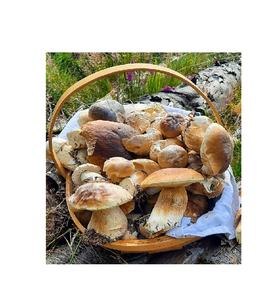 เห็ดพอร์ชินีแบบยุโรปแห้ง50ก. เห็ดคุณภาพสูงอร่อย - Product Image 4