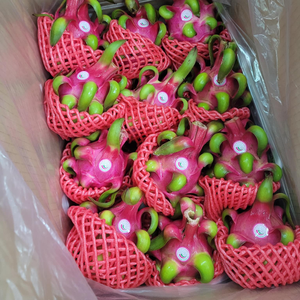 Pitahaya/pitaya vysoce kvalitní/dračí ovoce z Vietnamu, nejlepší cena, červený drak, ovocné 2023