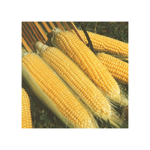 Maíz amarillo seco para alimentación animal al por mayor a buen precio - Product Image 4