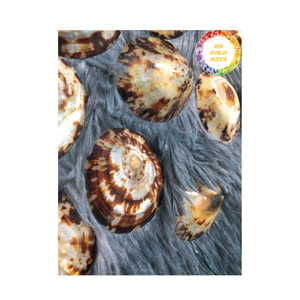 Coquillage polonais fait à la main du Vietnam Forme naturelle unique pour la conception artistique et l'artisanat de souvenirs - Product Image 5