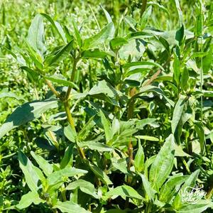 สารสกัดบหริงราจคุณภาพสูงสำหรับการเสริมสร้างเส้นผม การฟื้นฟูเส้นผม และเสริมสร้างภูมิคุ้มกัน มีจำหน่ายสำหรับราคาส่งออก - Product Image 3