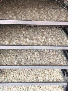 El mejor vendedor, longan seco para tiendas de postres, bebidas de té y fabricación de aperitivos, fruta longan dulce y aromática de Vietnam - Product Image 6