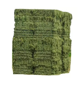 Heno de Alfalfa para Alimentación de Camellos, Tallos Gruesos, Alto Contenido de Fibra, para Animales del Desierto, Distribución al por Mayor Disponible - Product Image 3