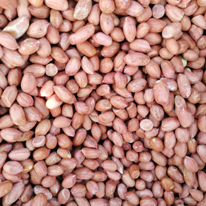 Arachides rouges indiennes biologiques séchées, non OGM, qualité export en vrac, taille uniforme, directement du Gujarat, Inde, FitTree International NA - Product Image 5