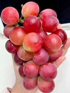 Suministro fresco de uvas rojas sin semillas orgánicas para supermercados y distribuidores - Product Image 3