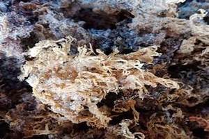 ETIQUETA LIMPIA ALGAS ALGODÓN PARA LA INDUSTRIA ALIMENTARIA A BASE DE PLANTAS Y CONSCIENTES A LA SALUD - Product Image 5