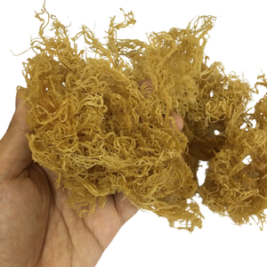 WHOLESALE <b>DRIED</b> SEA <b>MOSS</b>/IRISH SEA <b>MOSS</b>// Ms. Lima - Product Image 1
