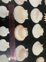 COQUILLES DE MER NATURELLES COQUILLES DE PÉTALÈCLES CRUS POUR LA PRÉSENTATION DES ALIMENTS VIETNAM