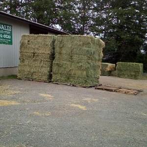 Foin de luzerne biologique - Product Image 3