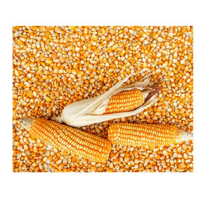 Maíz Amarillo y Rojo Seco en Venta, Maíz Amarillo para Alimentación Animal / MAÍZ AMARILLO para Alimentación de Aves de Corral - Product Image 1